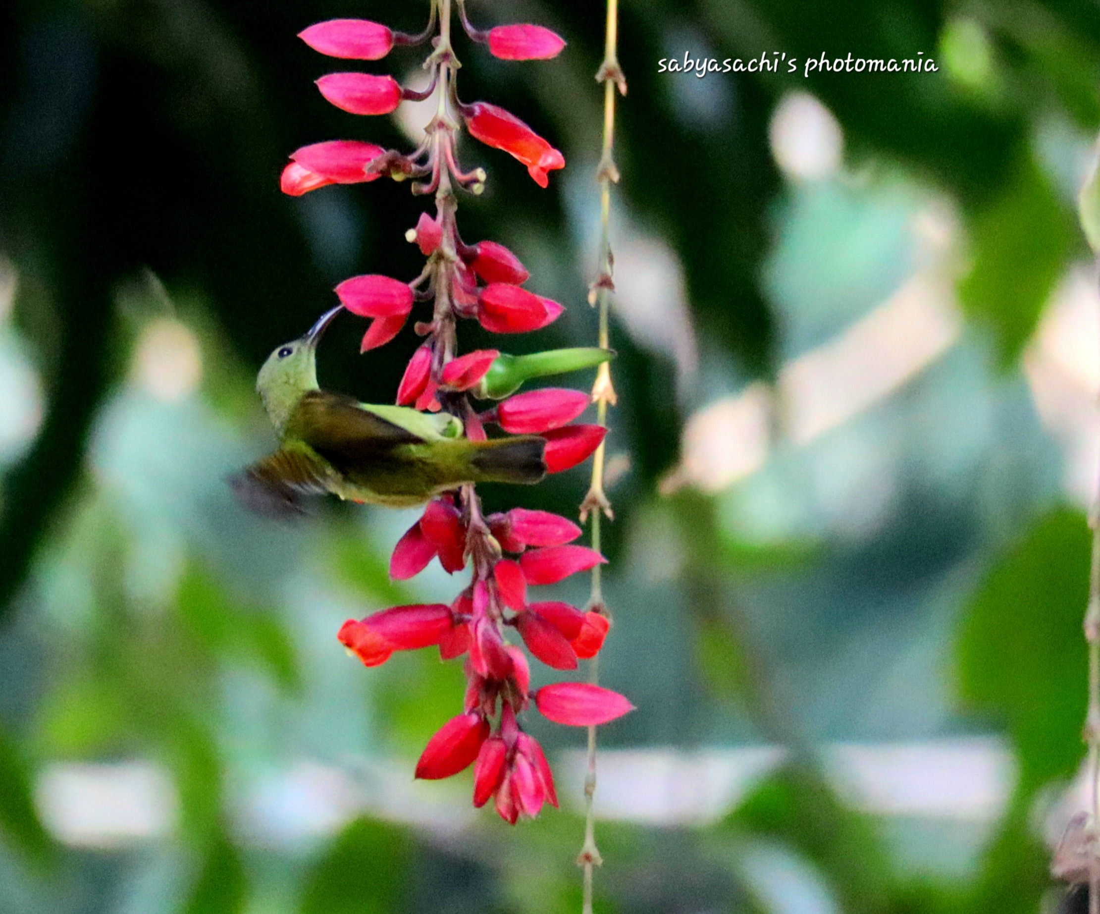 বিস্ময়পুর ভ্রমণ পত্রিকা