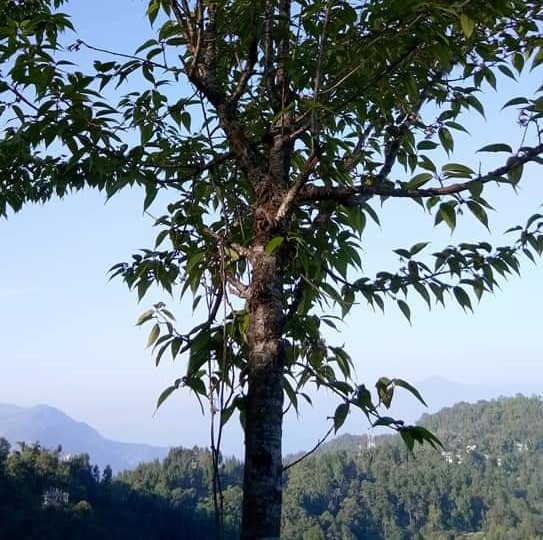 বিস্ময়পুর ভ্রমণ পত্রিকা