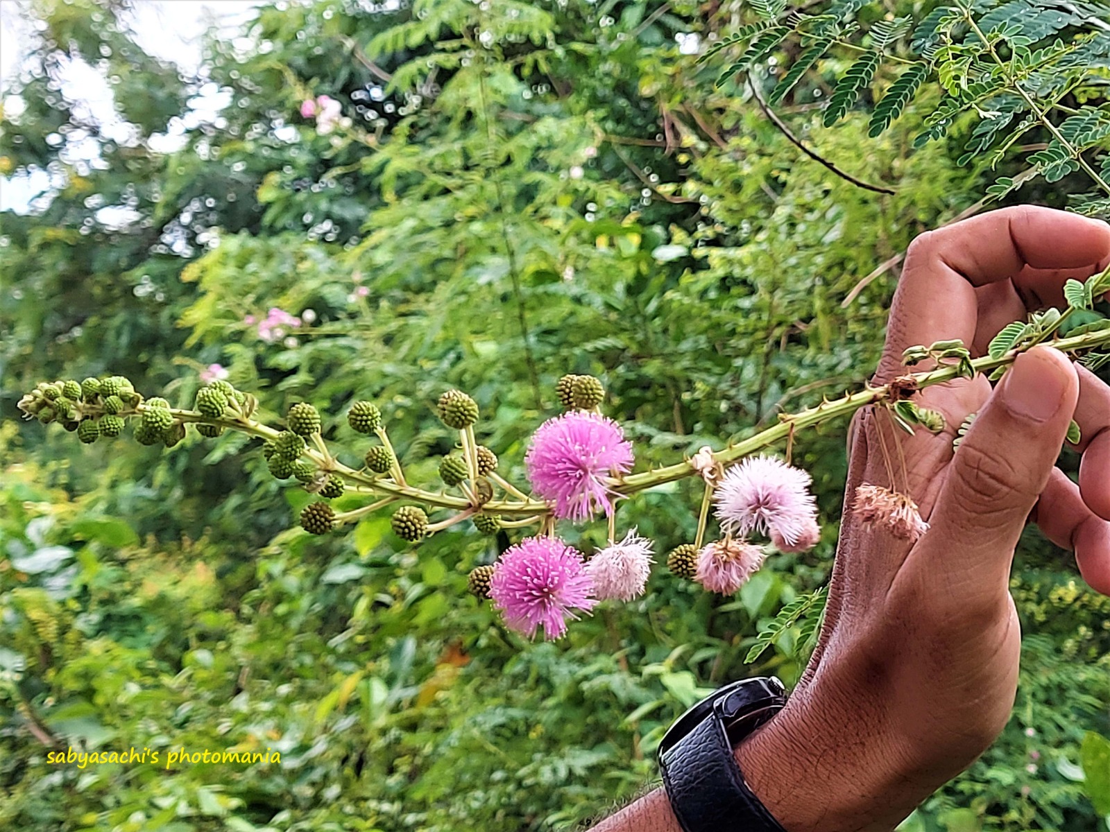 বিস্ময়পুর ভ্রমণ পত্রিকা