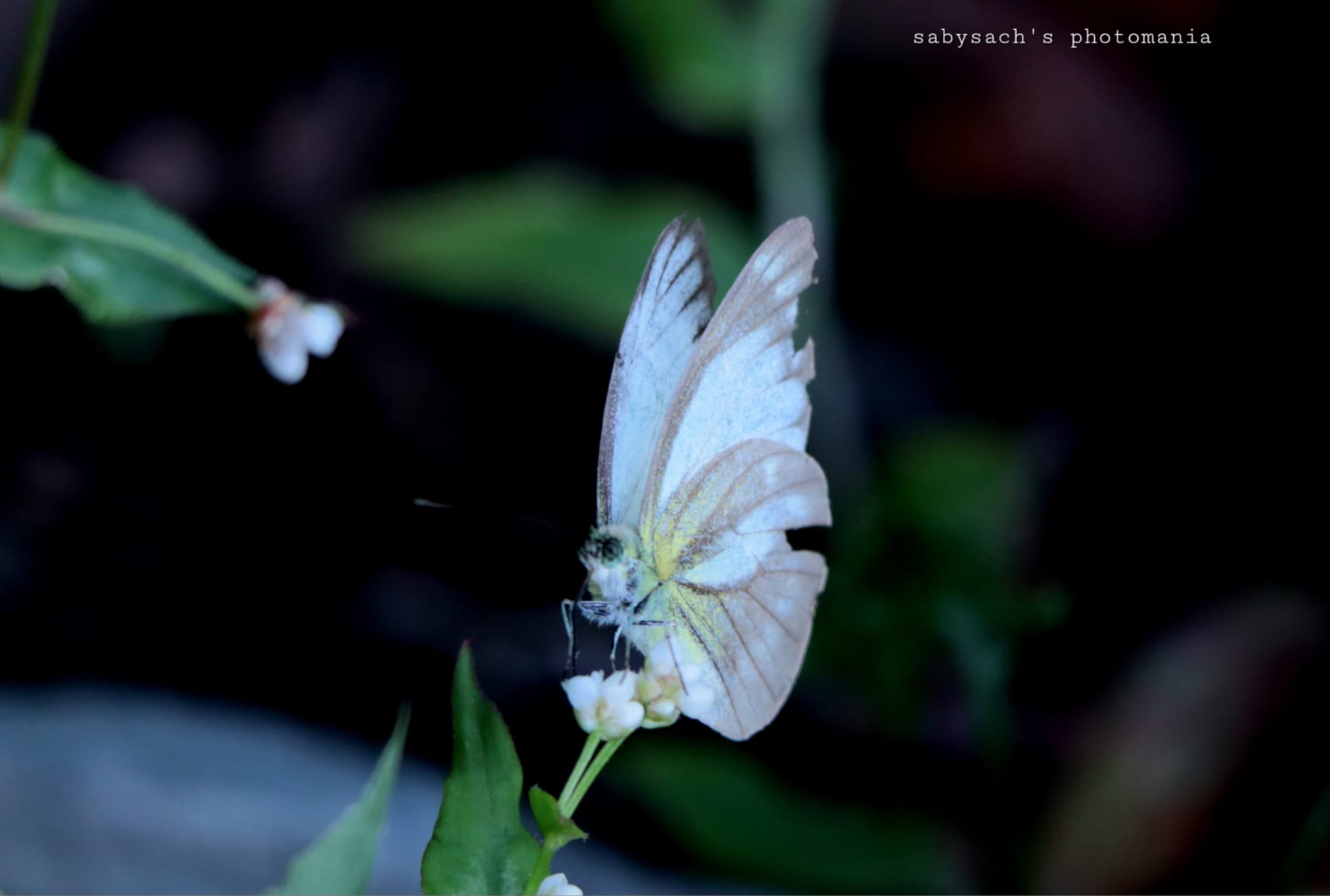 বিস্ময়পুর ভ্রমণ পত্রিকা