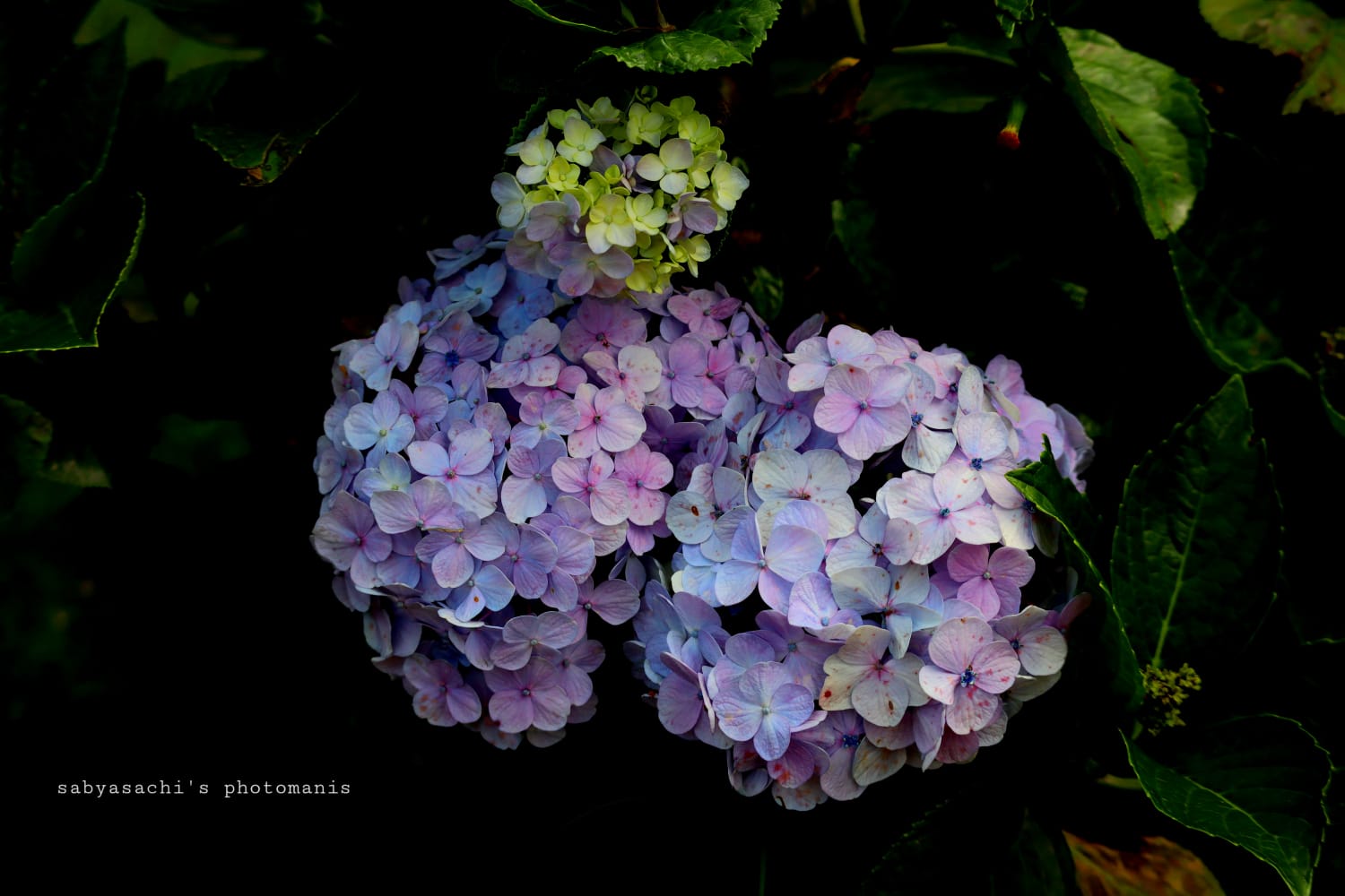 বিস্ময়পুর ভ্রমণ পত্রিকা