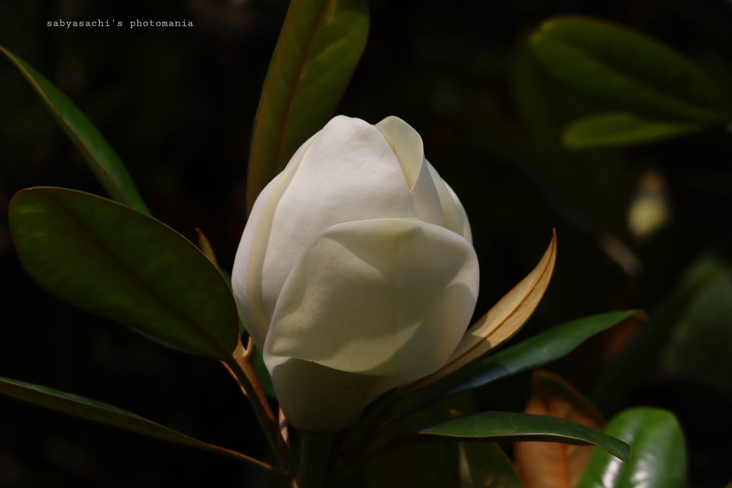 বিস্ময়পুর ভ্রমণ পত্রিকা