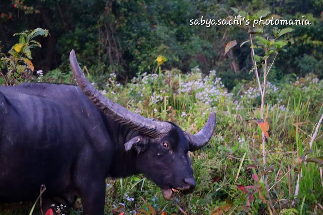 বিস্ময়পুর ভ্রমণ পত্রিকা