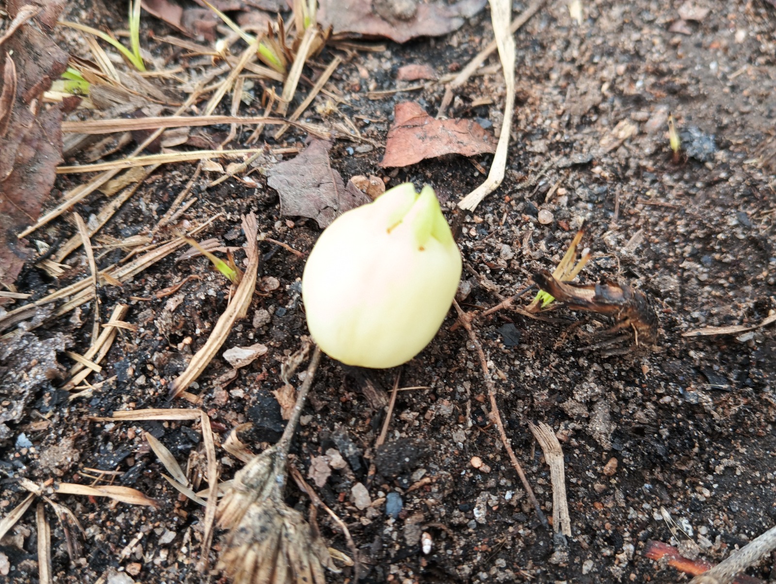 বিস্ময়পুর ভ্রমণ পত্রিকা