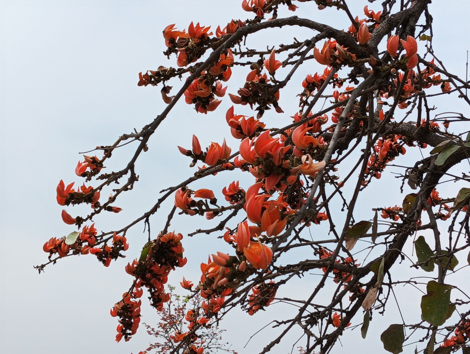 বিস্ময়পুর ভ্রমণ পত্রিকা