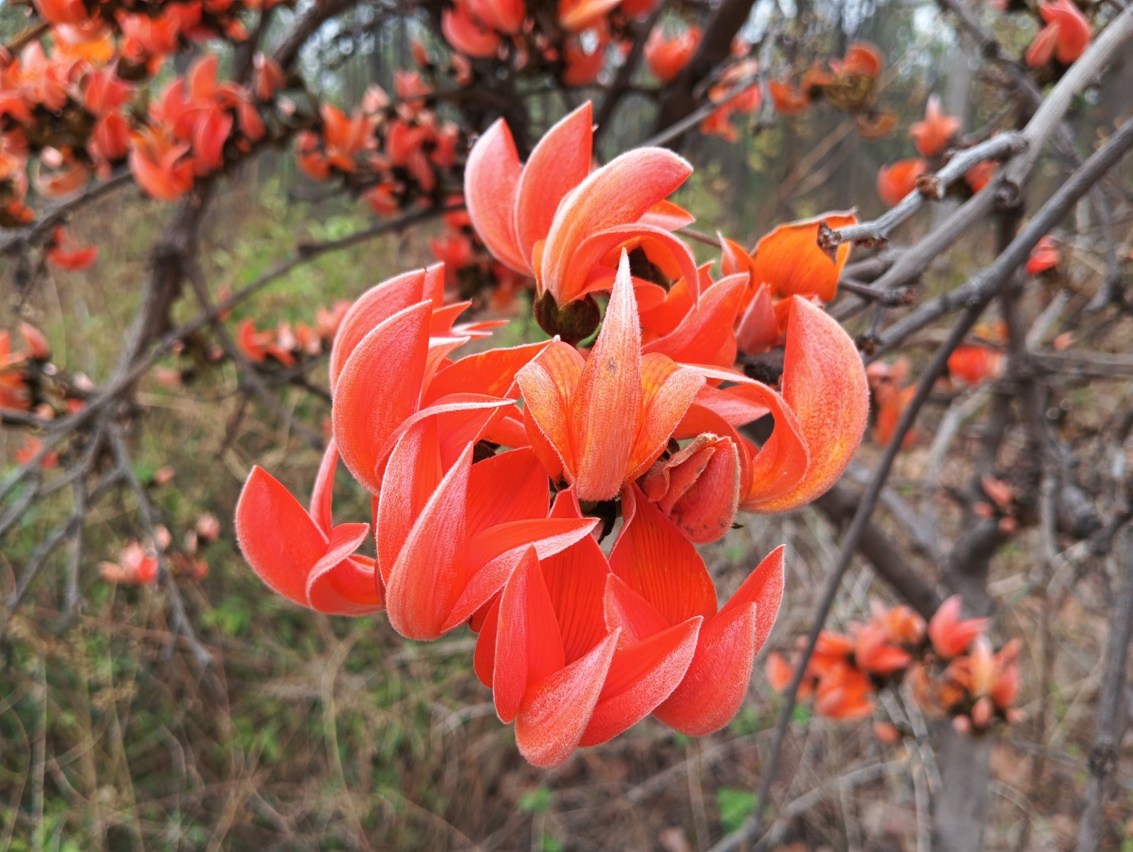 বিস্ময়পুর ভ্রমণ পত্রিকা