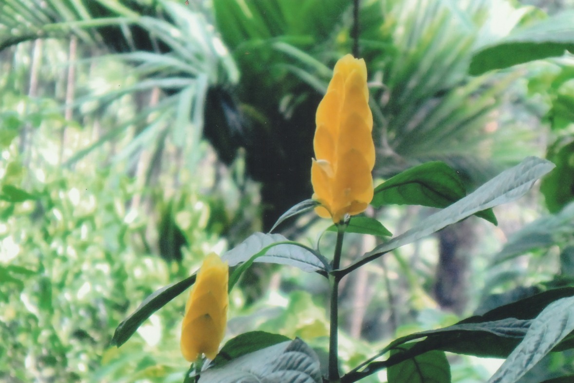 বিস্ময়পুর ভ্রমণ পত্রিকা