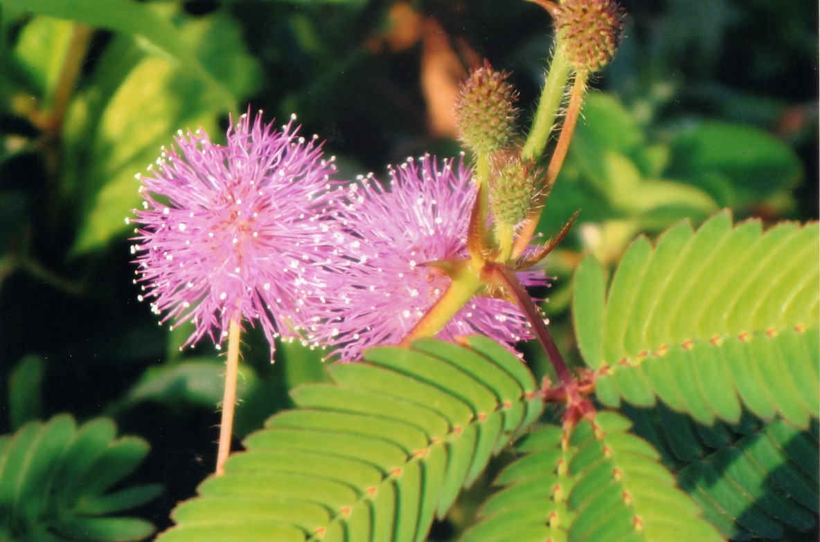বিস্ময়পুর ভ্রমণ পত্রিকা